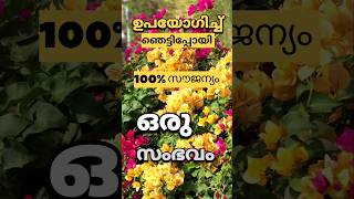 പാവപെട്ടവർക്ക് Zero Cost ൽ  Plants garden flowers bougainvillea [upl. by Arrik]