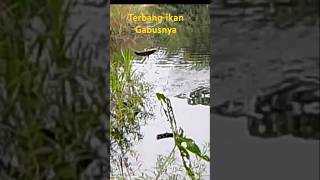 casting mancingumpanudangkupas mancing mancingmania castingikangabusluresoftfrog fish [upl. by Schlosser]