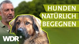 Hundebegegnungen ohne Stress  Hunde verstehen  S01E02  WDR [upl. by Melamie547]