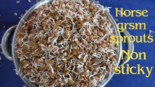 Horse gram Sprouts in Cloth  Ulavalu Molakalu  How to make Horse gram Sprouts  Horse gram [upl. by Asiuol]