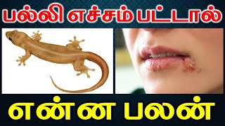 Palli sollum palan  பல்லி எச்சம் பட்டால் என்ன பலன்  astrology  Palli Vilum Palan  Astrology [upl. by Ginni433]