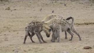 Spotted Hyenas  strange behaviour at waterhole [upl. by Ynehpets956]