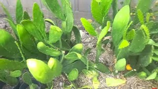 Update 3 Growing Cactus Opuntia Ficus Indica Nopales Plants [upl. by Soma8]