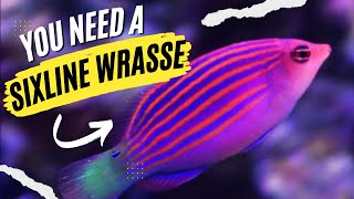 Six Line Wrasse is Easily The BEST Fish for Aquarium Pest Control [upl. by Eillom]