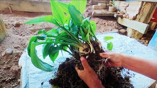 Plant a tree Drimiopsis maculata Grow and care Plants house [upl. by Okime]