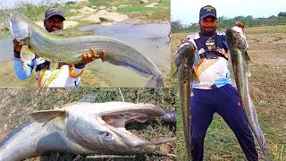 Big Wallago Attu catfish Hunting  Big catfish Fishing  Rohu Fish  Pathan fishing videos [upl. by Bouchard]