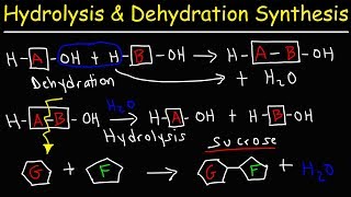 Hydrolysis and Dehydration Synthesis Reactions [upl. by Godfry]