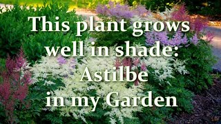 How Im Planting and Growing Astilbe in my Garden Astilbe varieties  Alexas Garden [upl. by Nerty]