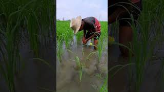 Amazing Fishing From Paddy Fields fishing viralvideoシ catfish hookfishing viralfishing [upl. by Antonia]