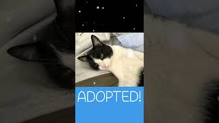 🎉 Pawsome News Dax has been adopted 🥳 [upl. by Jadwiga471]