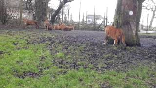 close encounter with a lion  knowsley safari park [upl. by Lemire]