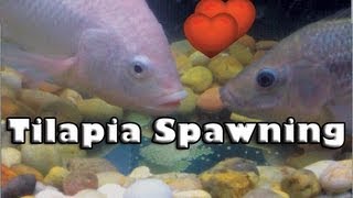 Tilapia Spawning Aquaponics [upl. by Pufahl867]