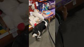 He went to petsmart puppy beagle funny dog dogs puppies cute wholesome viral [upl. by Iturhs999]