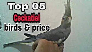 Top 05 Cockatiel birds amp price [upl. by Uaerraj]