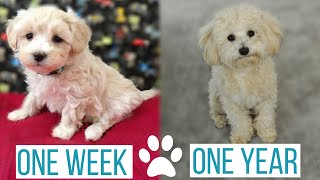 MALTIPOO PUPPY GROWING UP from 1 week to 1 year  Roscos Journey from Puppy to Full Grown [upl. by Kerrin]