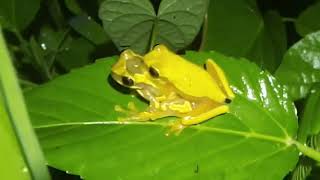 Hourglass Tree Frog amplexus  Dendropsophus ebraccatus [upl. by Aynatahs]