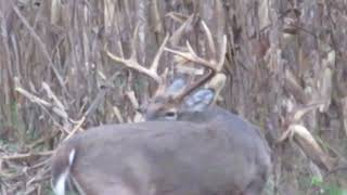 Tn Muzzleloader Opener  Friend of Mine Harvest  Nov 9 2024 [upl. by Maya]