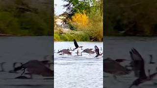 Cormorants in Roermond 🇳🇱2 [upl. by Alyahs]