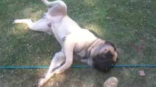 English mastiff playing [upl. by Eanom]