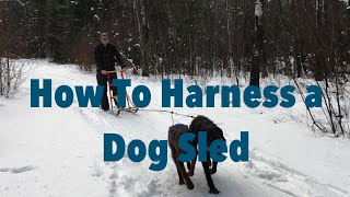 How To Harness a Dog to a Dog Sled [upl. by Nrubyar]