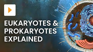 Prokaryotic vs Eukaryotic Cells  High School Biology [upl. by Eceinehs]