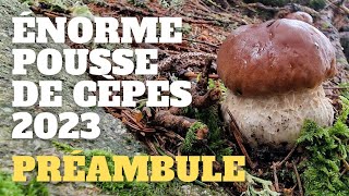 Préambule dune énorme pousse  LES SIGNES  Saison des cèpes 2023 cèpes champignons [upl. by Herson730]