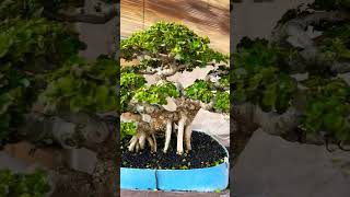 Premna Microphylla sancang shorts premnabonsai premnamicrophyla bonsai [upl. by Darooge]