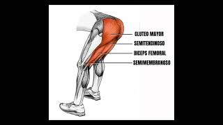 Variaciones de la prensa gymmotivation gym motivation [upl. by Penelopa]