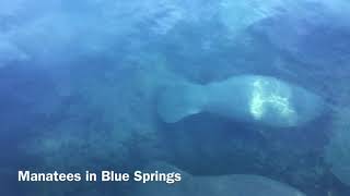 Manatees in Blue Spring [upl. by Noed365]