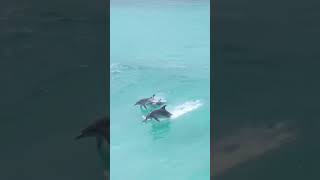 Happy dolphins jumping out of water 😍😍😍😍 [upl. by Frentz768]