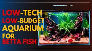 Betta Fish Tank Set Up Low tech Plants Aquarium [upl. by Fonda]