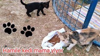 SOKAK KEDİLERİNE MAMA VERDİK HAMİLE KEDİ VE YAVRU KEDİLER MAMA YEDİLER [upl. by Cosette712]