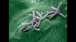 Phytopathogenic Ingress and IllnessInfection Strategies [upl. by Qirat229]