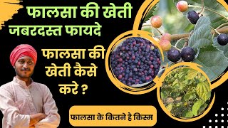 falsa ki kheti kaise hoti hai  falsa kheti  falsa fruit ki kheti [upl. by Grekin]