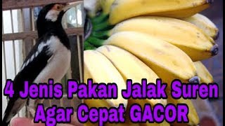 Cara Mudah Agar Jalak Suren Cepat Gacor [upl. by Nilesoj]