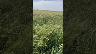 Phalaris paradoxa in wheat near Moree [upl. by Alaster63]