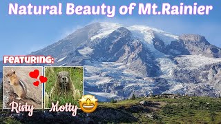 Six Places to Visit in Mt Rainier WA  Trip Idea English subtitle available [upl. by Nanah]