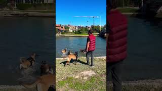 4 makine ile sahili hasp ettik 😁 belçikakurdu malinois eyüpdoğan eydog doglife puppy pets [upl. by Einnok245]