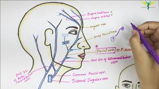 Facial vein  Venous Drainage of Face  Anatomy of Head and Neck  Easy [upl. by Ginder]