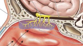 The Science Behind Smell How Your Nose Works [upl. by Ahsilrak]