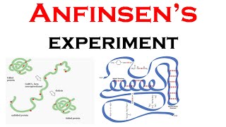 Anfinsens experiment and protein folding [upl. by Rennerb]