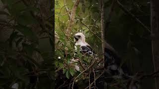 Charming nestling of Ornate HawkEagle ♥️🦅 [upl. by Saiasi]