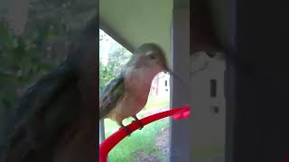 A BroadTailed hummingbird enjoying our feeder birds hummingbird nature wildlife [upl. by Aikrahs]