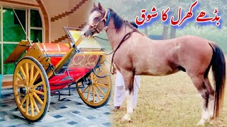 Budhy Kharal Ka Shok talhaghourivlogs [upl. by Kolk]