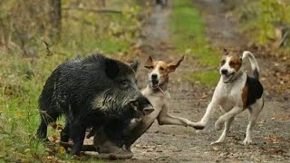 chasse sanglier  des sanglier agressives wild boar [upl. by Nguyen333]