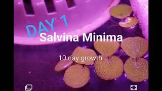 Salvinia Minimas amazing 10 growth rate [upl. by Beaver167]