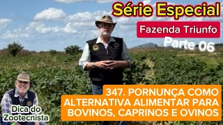 347 PORNUNÇA COMO ALTERNATIVA ALIMENTAR PARA BOVINOS CAPRINOS E OVINOS [upl. by Colwen955]