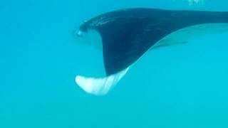 Swimming with Manta rays in Mantaray island resort Yasawa islands Fiji [upl. by Sergeant552]