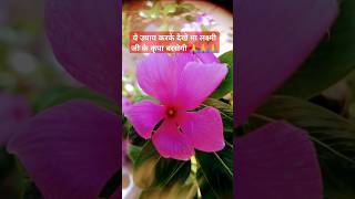 Flower 🌸 flowerplants plants gardening flowers shortsvideo [upl. by Upali]