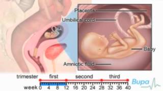 3 Major Stages of Fetal Development ConceptionBirth [upl. by Airbas]